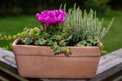 寒さに強い草花［5選］で作る冬の寄せ植え！初心者でも簡単、見栄えの秘訣とは【ガーデニング】（サムネイル画像16）
