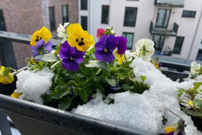 寒さに強い草花［5選］で作る冬の寄せ植え！初心者でも簡単、見栄えの秘訣とは【ガーデニング】（サムネイル画像2）