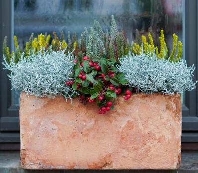 寒さに強い草花［5選］で作る冬の寄せ植え！初心者でも簡単、見栄えの秘訣とは【ガーデニング】（サムネイル画像15）