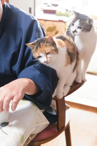 SNSで大人気！ネコ好き必見の「てらねこ」とは？那須の長楽寺8匹の日常の動画が話題（サムネイル画像15）