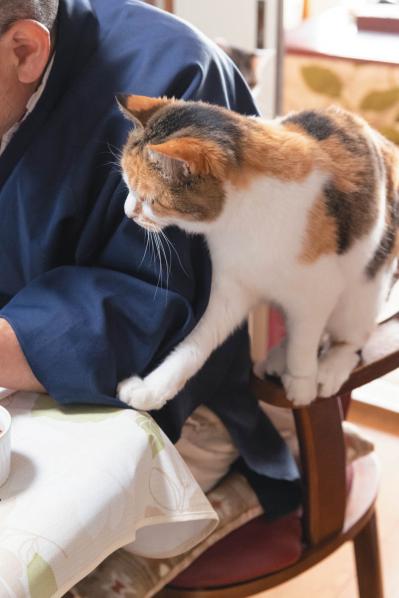 SNSで大人気！ネコ好き必見の「てらねこ」とは？那須の長楽寺8匹の日常の動画が話題（サムネイル画像12）