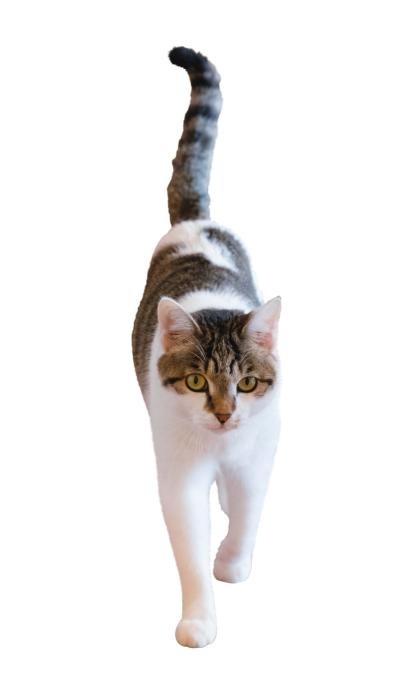 SNSで大人気！ネコ好き必見の「てらねこ」とは？那須の長楽寺8匹の日常の動画が話題（サムネイル画像4）