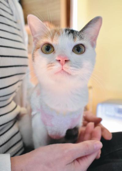 SNSで大人気！ネコ好き必見の「てらねこ」とは？那須の長楽寺8匹の日常の動画が話題（サムネイル画像9）