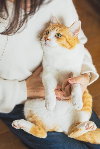  ほっこり癒やされる！【元野良猫チャチャ】の「武将スタイル」お散歩姿とおうちでの甘えん坊な素顔（サムネイル画像8）