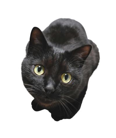 SNSで大人気！ネコ好き必見の「てらねこ」とは？那須の長楽寺8匹の日常の動画が話題（サムネイル画像6）