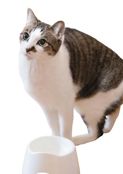 SNSで大人気！ネコ好き必見の「てらねこ」とは？那須の長楽寺8匹の日常の動画が話題（サムネイル画像5）