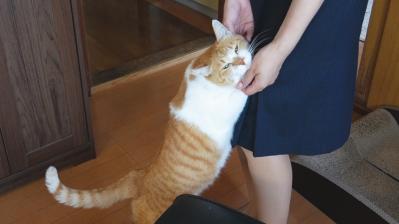  ほっこり癒やされる！【元野良猫チャチャ】の「武将スタイル」お散歩姿とおうちでの甘えん坊な素顔（サムネイル画像7）