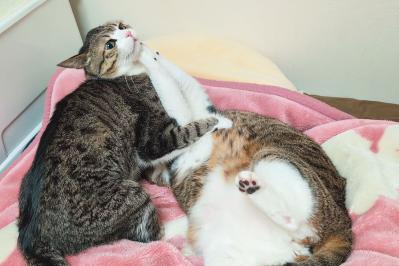 【心温まる猫ライフ】「すずめ＆うなぎ」のキジ白兄弟が見せる癒やしの日常とは？（サムネイル画像7）