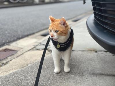  ほっこり癒やされる！【元野良猫チャチャ】の「武将スタイル」お散歩姿とおうちでの甘えん坊な素顔（サムネイル画像3）