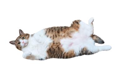 【心温まる猫ライフ】「すずめ＆うなぎ」のキジ白兄弟が見せる癒やしの日常とは？（サムネイル画像6）