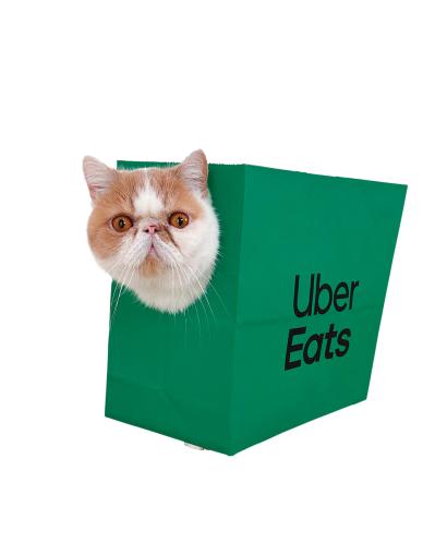 SNSで人気沸騰！紙袋を着るクセ強め猫「じんぱち」がかわいすぎる（サムネイル画像2）