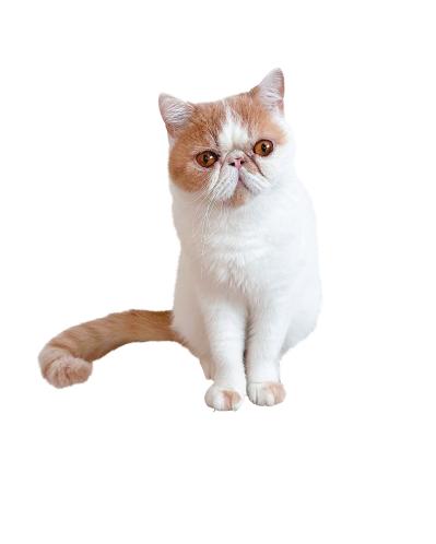 SNSで人気沸騰！紙袋を着るクセ強め猫「じんぱち」がかわいすぎる（サムネイル画像6）