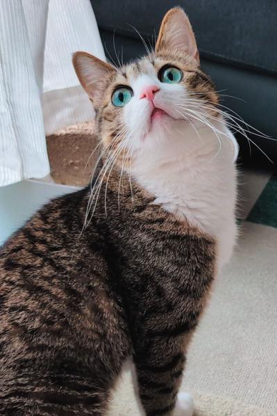 【心温まる猫ライフ】「すずめ＆うなぎ」のキジ白兄弟が見せる癒やしの日常とは？（サムネイル画像4）