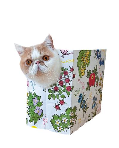 SNSで人気沸騰！紙袋を着るクセ強め猫「じんぱち」がかわいすぎる（サムネイル画像4）