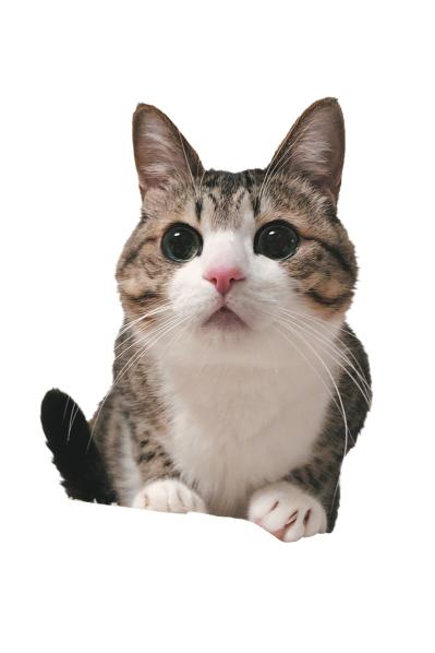 【心温まる猫ライフ】「すずめ＆うなぎ」のキジ白兄弟が見せる癒やしの日常とは？（サムネイル画像3）