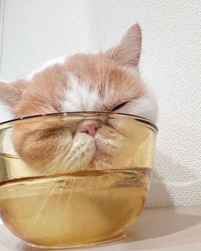 SNSで人気沸騰！紙袋を着るクセ強め猫「じんぱち」がかわいすぎる（サムネイル画像8）