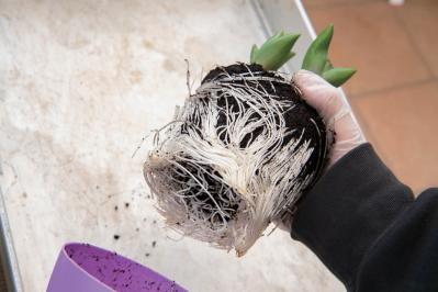 芽出し苗を使えば簡単！長く楽しめる【ヒヤシンス寄せ植え】の作り方（サムネイル画像13）