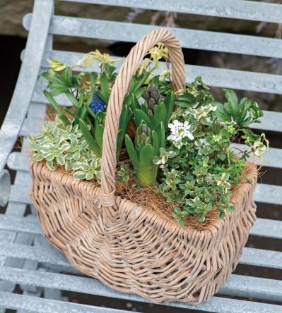 植物の姿の変化が楽しい【ヒヤシンスの寄せ植え】人気のバスケット＆コンテナでおしゃれに！（サムネイル画像3）