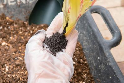 芽出し苗を使えば簡単！長く楽しめる【ヒヤシンス寄せ植え】の作り方（サムネイル画像10）