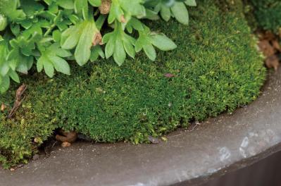 植物の姿の変化が楽しい【ヒヤシンスの寄せ植え】人気のバスケット＆コンテナでおしゃれに！（サムネイル画像8）