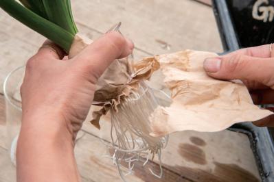 吊るして飾ると魅力的！【ヒヤシンスの寄せ植え】室内でも楽しめる水耕栽培のやり方も紹介（サムネイル画像15）