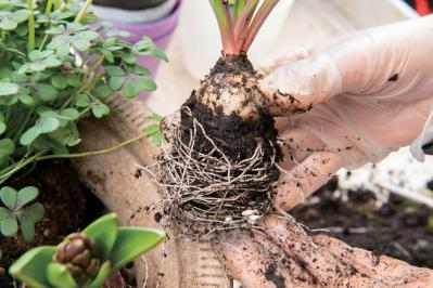 芽出し苗を使えば簡単！長く楽しめる【ヒヤシンス寄せ植え】の作り方（サムネイル画像20）