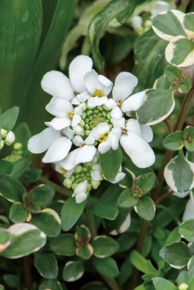 植物の姿の変化が楽しい【ヒヤシンスの寄せ植え】人気のバスケット＆コンテナでおしゃれに！（サムネイル画像5）