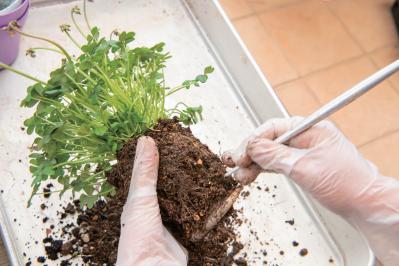 芽出し苗を使えば簡単！長く楽しめる【ヒヤシンス寄せ植え】の作り方（サムネイル画像17）