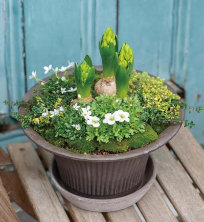 植物の姿の変化が楽しい【ヒヤシンスの寄せ植え】人気のバスケット＆コンテナでおしゃれに！（サムネイル画像6）