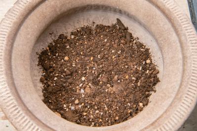 芽出し苗を使えば簡単！長く楽しめる【ヒヤシンス寄せ植え】の作り方（サムネイル画像12）