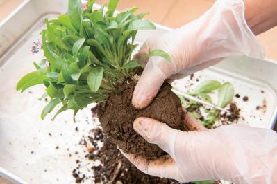 芽出し苗を使えば簡単！長く楽しめる【ヒヤシンス寄せ植え】の作り方（サムネイル画像18）