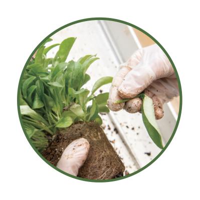 芽出し苗を使えば簡単！長く楽しめる【ヒヤシンス寄せ植え】の作り方（サムネイル画像19）