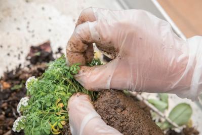 芽出し苗を使えば簡単！長く楽しめる【ヒヤシンス寄せ植え】の作り方（サムネイル画像23）