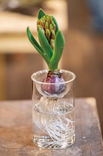 吊るして飾ると魅力的！【ヒヤシンスの寄せ植え】室内でも楽しめる水耕栽培のやり方も紹介（サムネイル画像10）