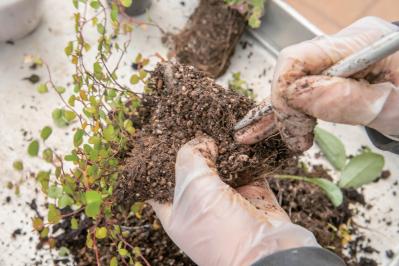 芽出し苗を使えば簡単！長く楽しめる【ヒヤシンス寄せ植え】の作り方（サムネイル画像26）