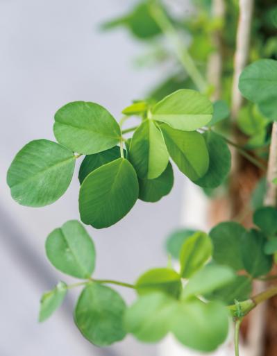 吊るして飾ると魅力的！【ヒヤシンスの寄せ植え】室内でも楽しめる水耕栽培のやり方も紹介（サムネイル画像5）