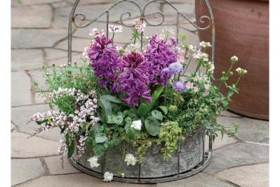 吊るして飾ると魅力的！【ヒヤシンスの寄せ植え】室内でも楽しめる水耕栽培のやり方も紹介