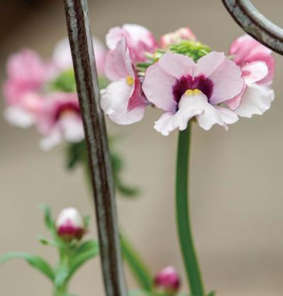 吊るして飾ると魅力的！【ヒヤシンスの寄せ植え】室内でも楽しめる水耕栽培のやり方も紹介（サムネイル画像8）