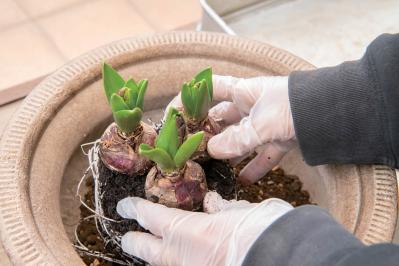 芽出し苗を使えば簡単！長く楽しめる【ヒヤシンス寄せ植え】の作り方（サムネイル画像15）