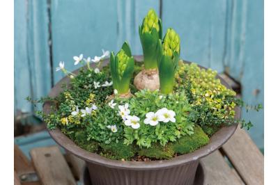 植物の姿の変化が楽しい【ヒヤシンスの寄せ植え】人気のバスケット＆コンテナでおしゃれに！