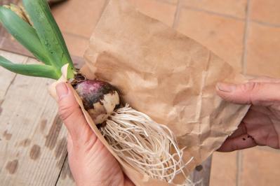 吊るして飾ると魅力的！【ヒヤシンスの寄せ植え】室内でも楽しめる水耕栽培のやり方も紹介（サムネイル画像14）