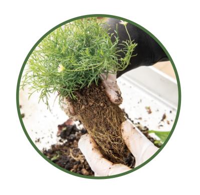 芽出し苗を使えば簡単！長く楽しめる【ヒヤシンス寄せ植え】の作り方（サムネイル画像22）