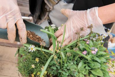芽出し苗を使えば簡単！長く楽しめる【ヒヤシンス寄せ植え】の作り方（サムネイル画像29）