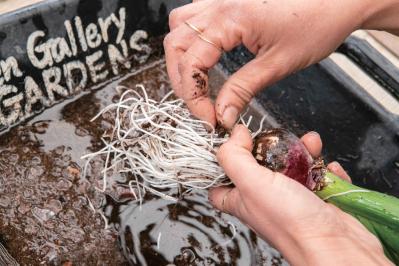 吊るして飾ると魅力的！【ヒヤシンスの寄せ植え】室内でも楽しめる水耕栽培のやり方も紹介（サムネイル画像12）