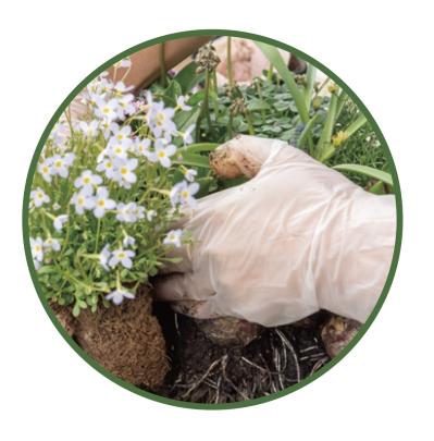 芽出し苗を使えば簡単！長く楽しめる【ヒヤシンス寄せ植え】の作り方（サムネイル画像24）