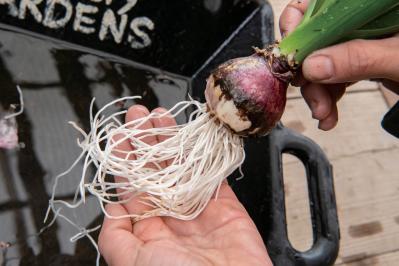 吊るして飾ると魅力的！【ヒヤシンスの寄せ植え】室内でも楽しめる水耕栽培のやり方も紹介（サムネイル画像13）