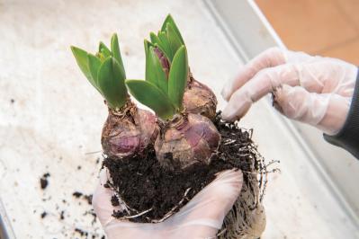 芽出し苗を使えば簡単！長く楽しめる【ヒヤシンス寄せ植え】の作り方（サムネイル画像14）