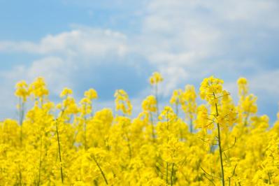 3月1日の「お清め」とは？【365日きょうのお清め】邪気を祓って幸せになる！（サムネイル画像）