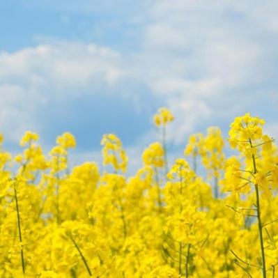 3月1日の「お清め」とは？【365日きょうのお清め】邪気を祓って幸せになる！（サムネイル画像2）