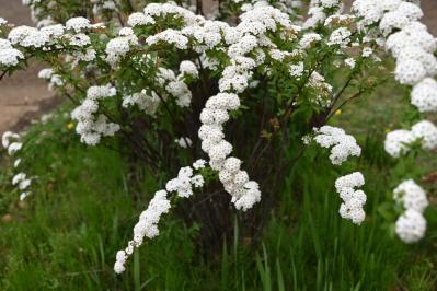 植えっぱなしで毎年春〜初夏に咲く、花のかわいい低木（シュラブ）8選【ガーデニング】（サムネイル画像7）